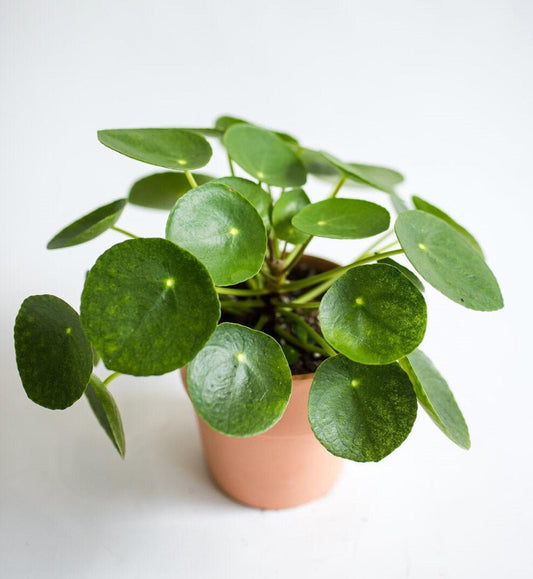 Pilea, Peperomoides