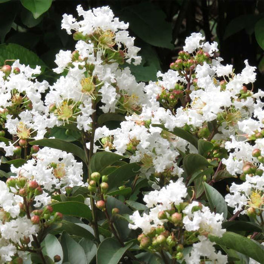 Crape Myrtle, DWF Enduring Summer White