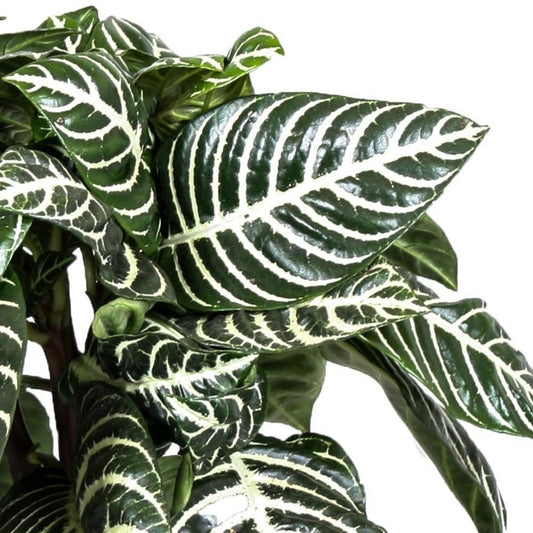 Zebra Plant