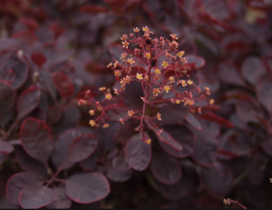 Smoke Tree, Purple