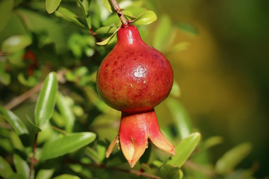 Pomegranate, Fruiting