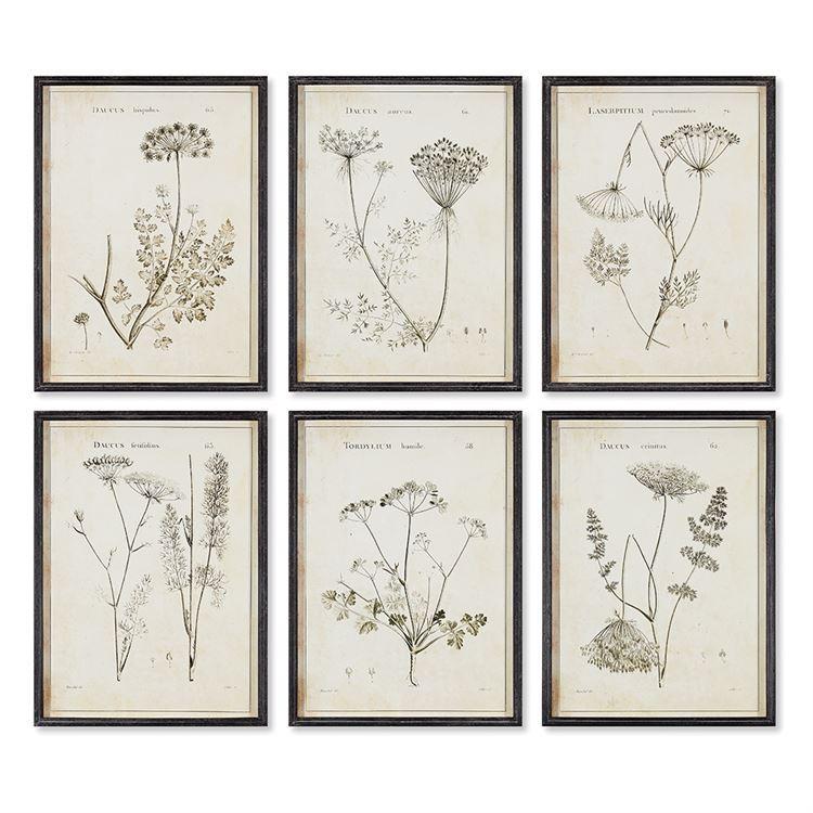 WILDFLOWER STUDY