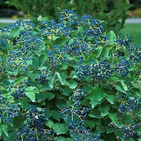 Viburnum, Blue Muffin