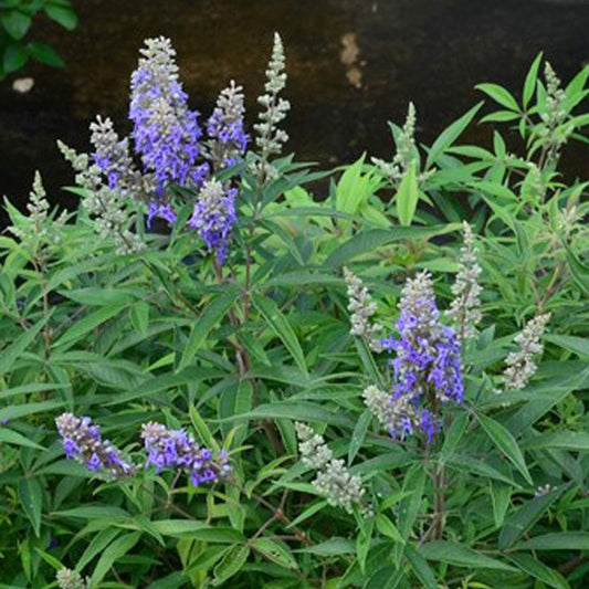 Vitex, Mini Blue Puffball