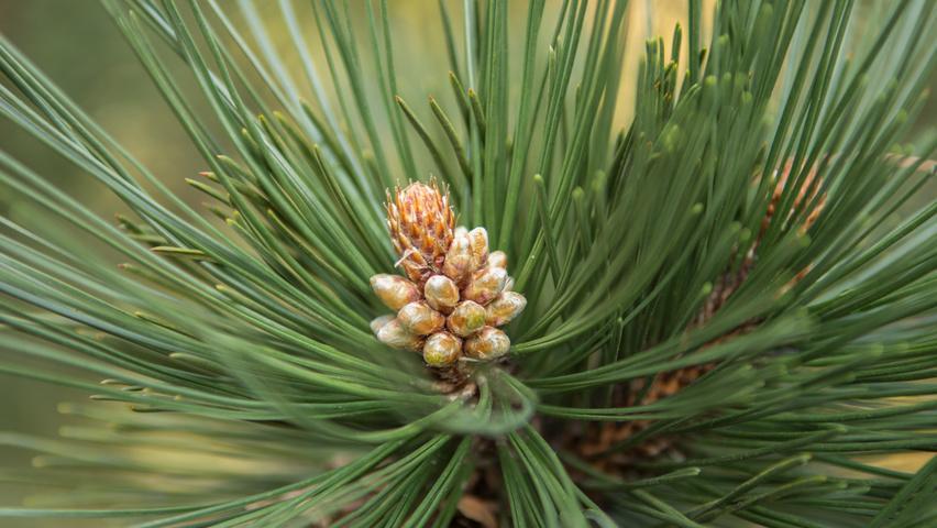 Pine, Austrian