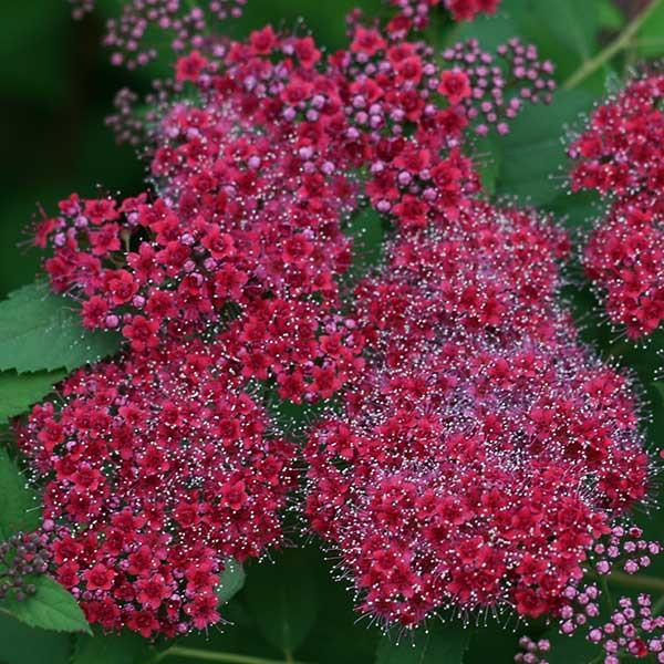 Spirea, Double Play Red
