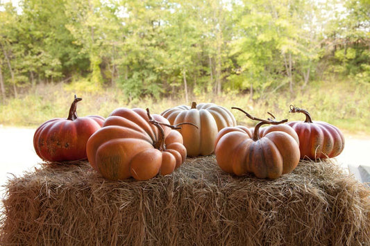 Pumpkin Assortment, Kentucky Field