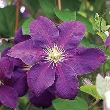 Clematis, Staked