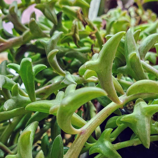 Senecio, String of Dolphins