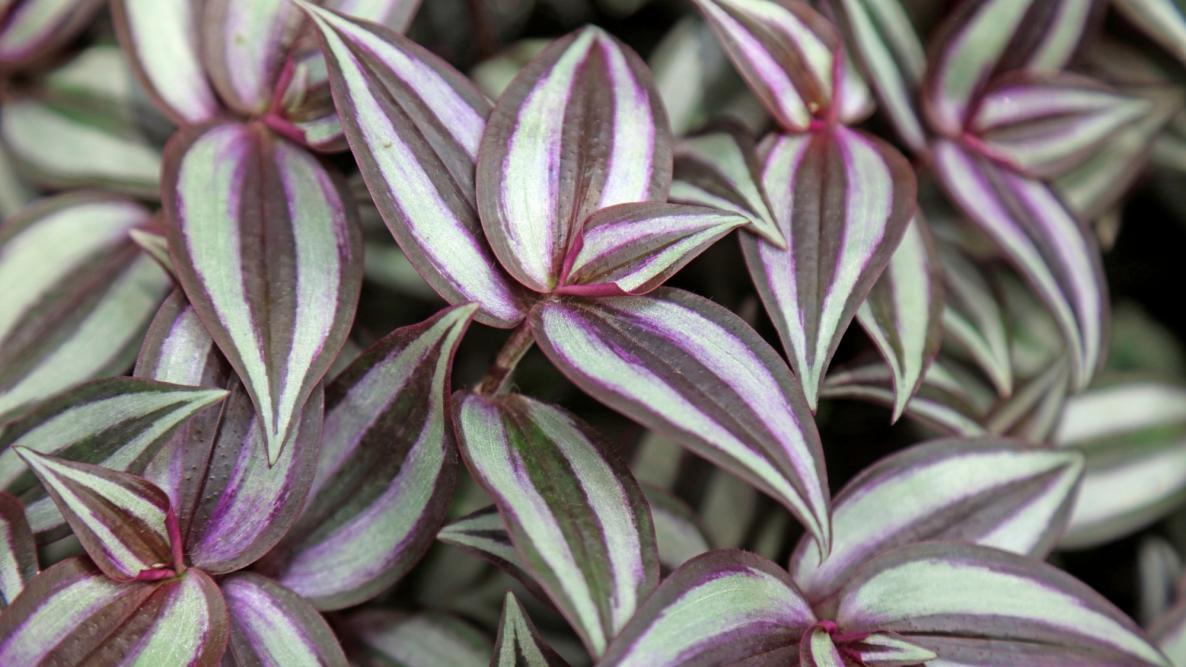 Indoor Plants