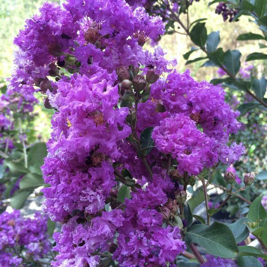 Crape Myrtle, Twilight