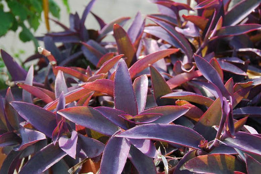 Purple Heart Plant