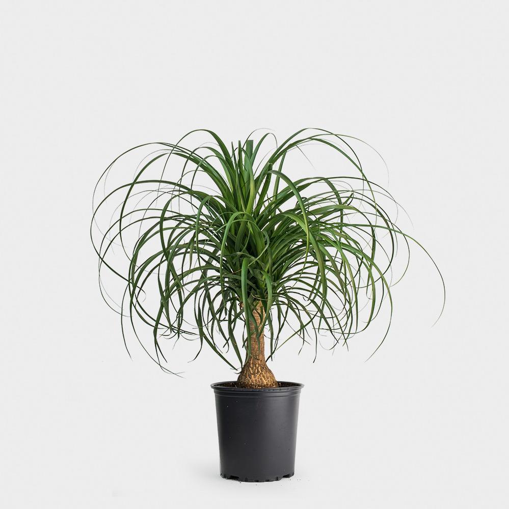 Palm, Ponytail 'Mexican'