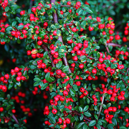 Cotoneaster, Coral Beauty