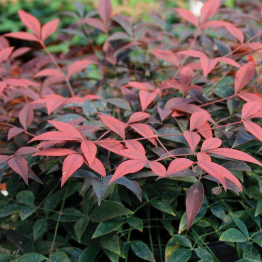 Nandina, Flirt