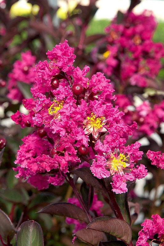 Crape Myrtle, Dwarf Delta Fuchsia