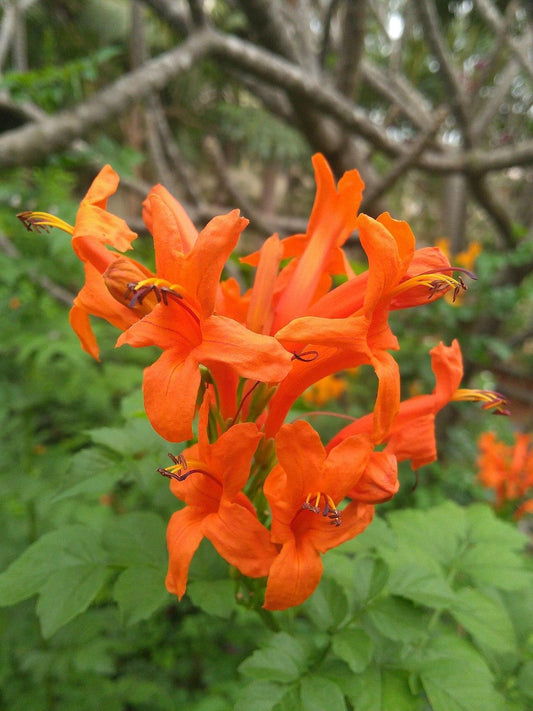 Honeysuckle, Cape - Staked