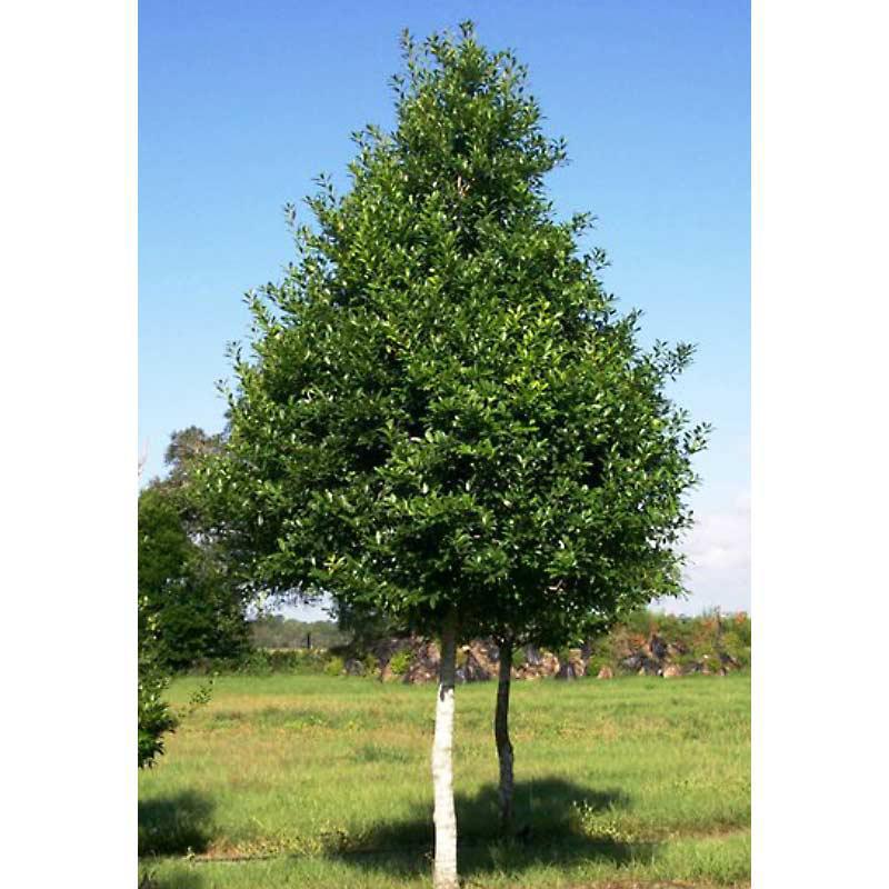 Holly, Savannah Tree Form