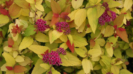 Spirea, Candy Corn