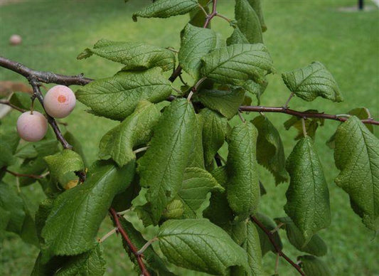 Plum, Mexican