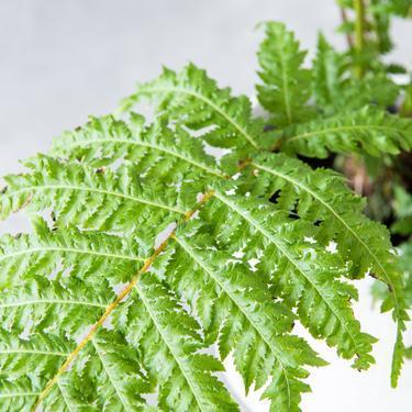 Fern, Australian Tree