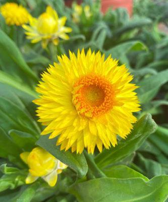 Strawflower