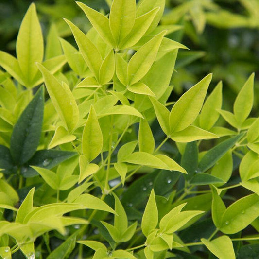 Nandina, Lemon Lime