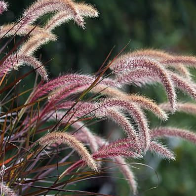 Grass, Fountain Purple