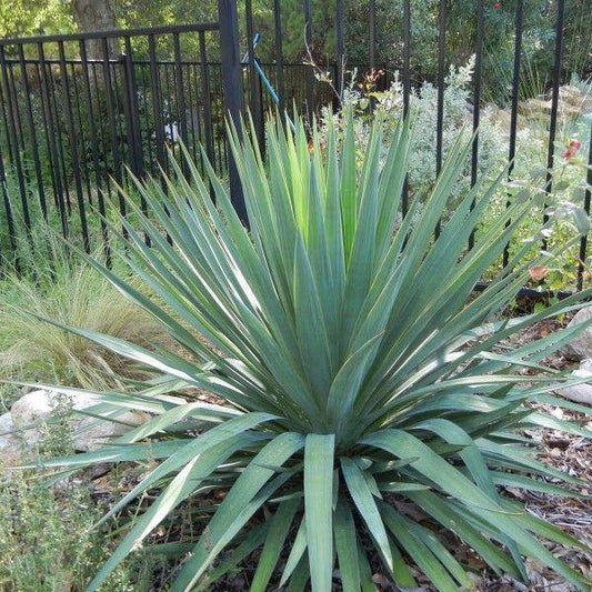 Yucca, Soft Leaf