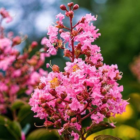 Crape Myrtle, Sioux (Pink)