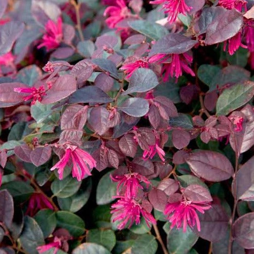 Loropetalum