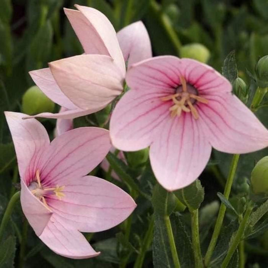 Platycodon (Balloon Flower), Pink