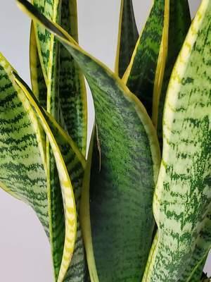 Sansevieria, Laurentii