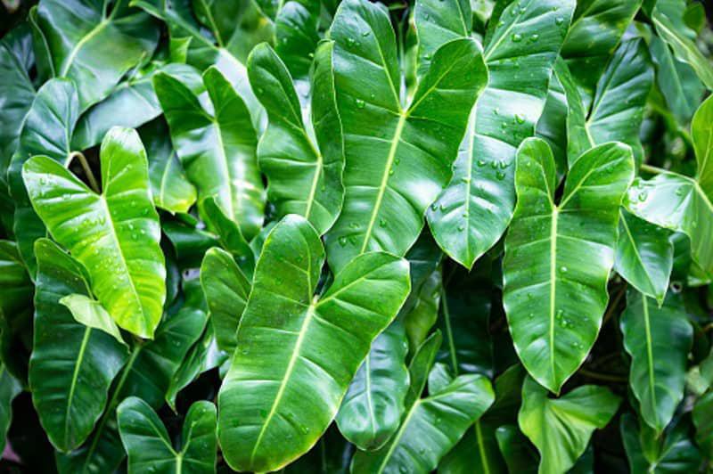 Philodendron, Burle Marx