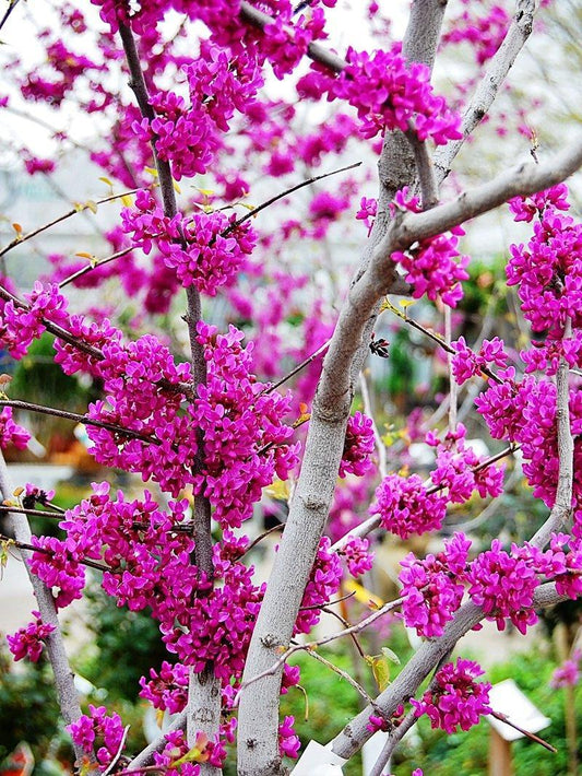 Red Bud, Oklahoma