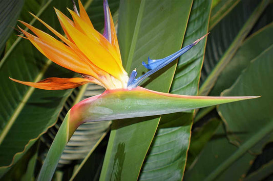 Strelitzia, Bird of Paradise (Yellow)