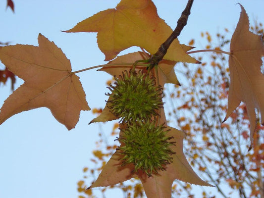 Sweet Gum