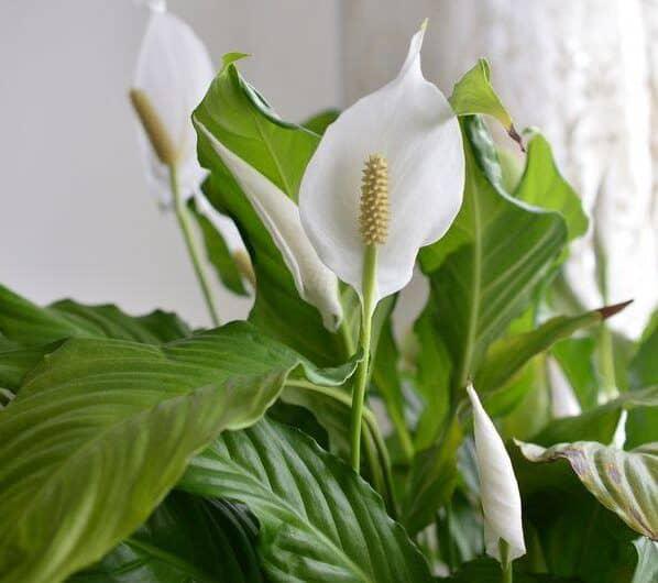 Spath, Peace Lilly Figaro