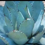 Agave, Parryi