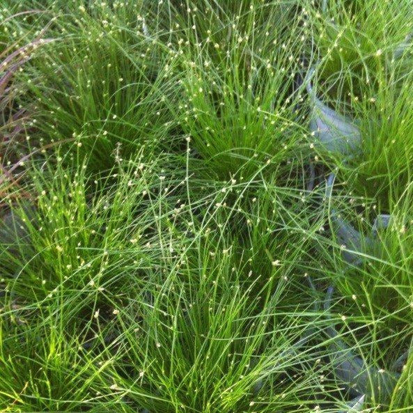 Grass, Fiber Optic
