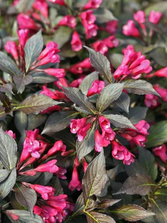 Weigela