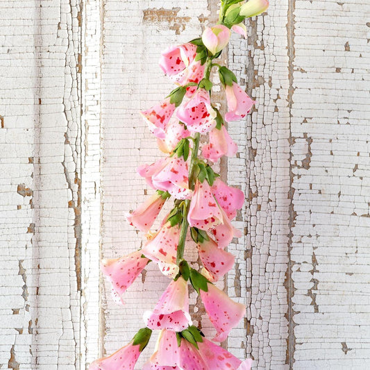 Crafted English Foxglove