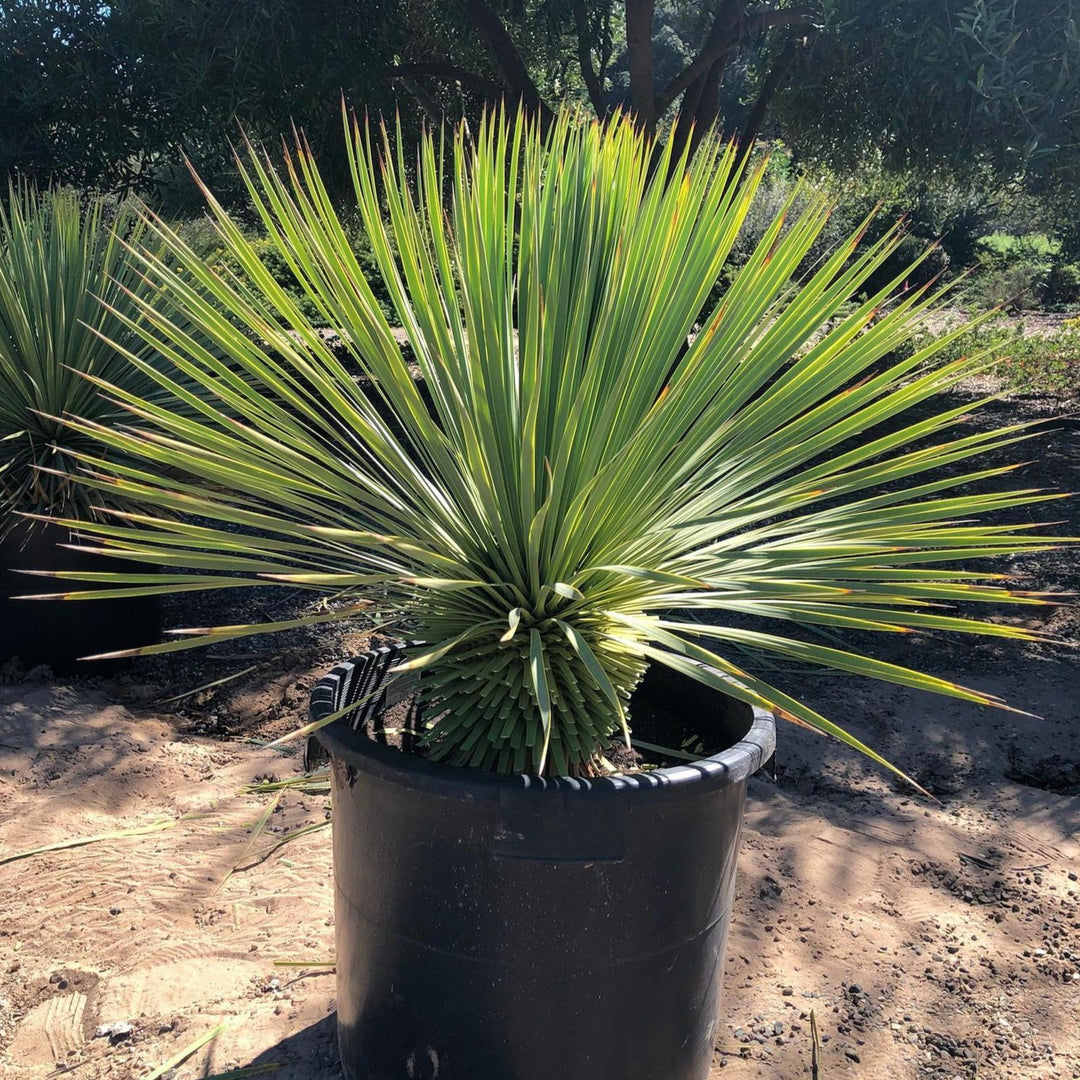 Yucca, Rostrata