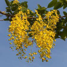 Tree, Golden Rain