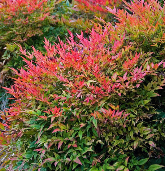 Nandina, Domestica