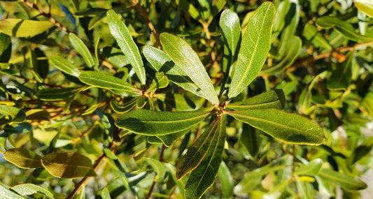 Wax Leaf Myrtle, Southern