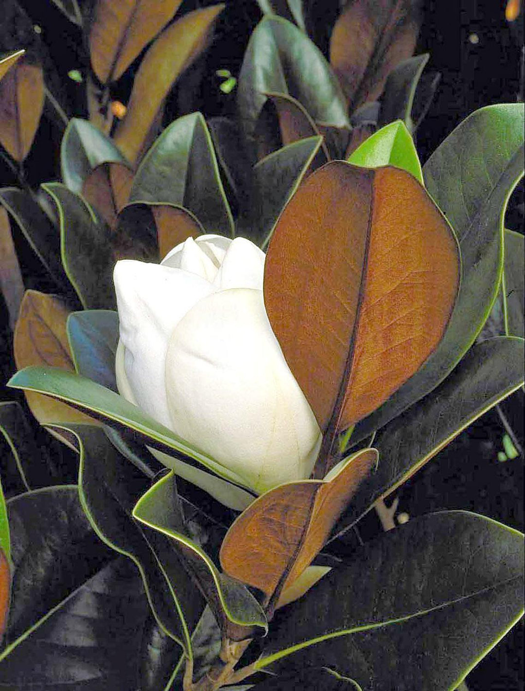 Magnolia, DD Blanchard