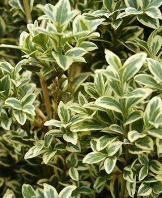 Boxwood, Variegated