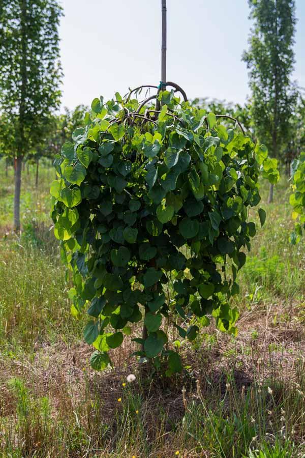 Red Bud, Weeping Traveler