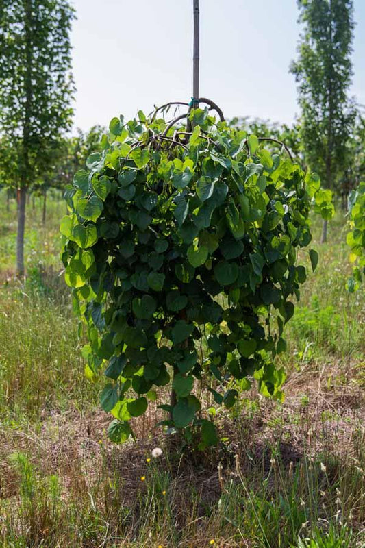 Red Bud, Weeping Traveler